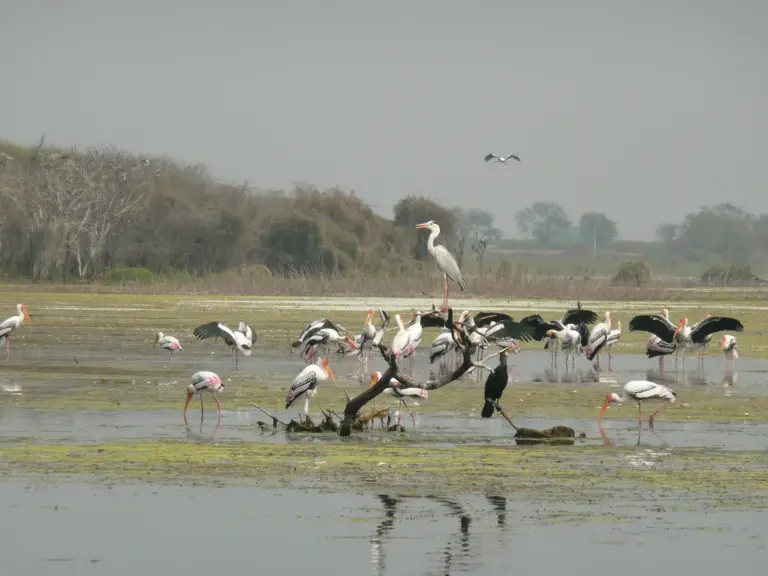 Manjeera Wildlife Sanctuary