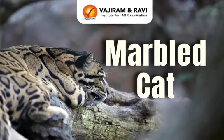 Marbled Cat