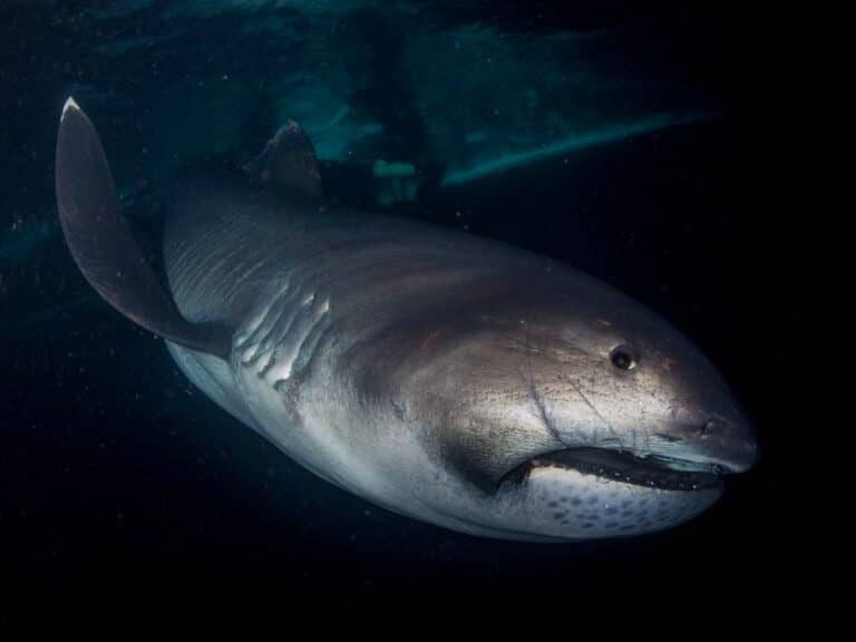 What is a Megamouth Shark?