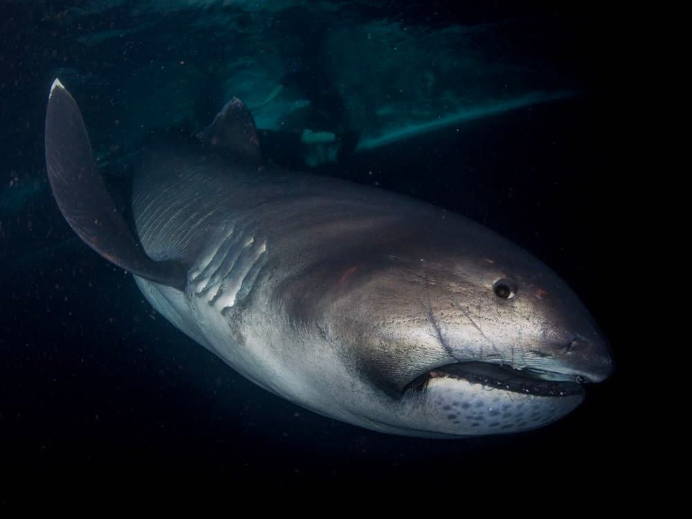What is a Megamouth Shark?