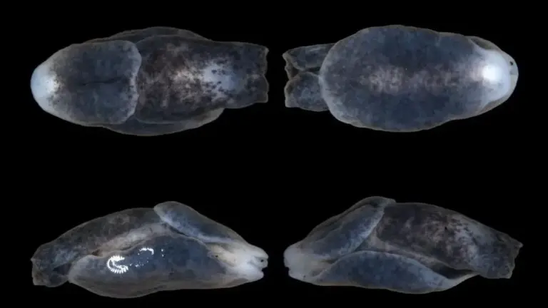 What is Melanochlamys Droupadi?