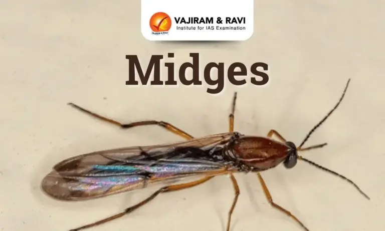 Midges
