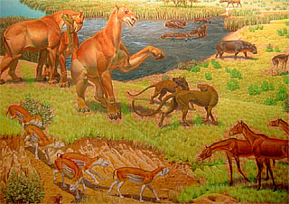 Miocene epoch