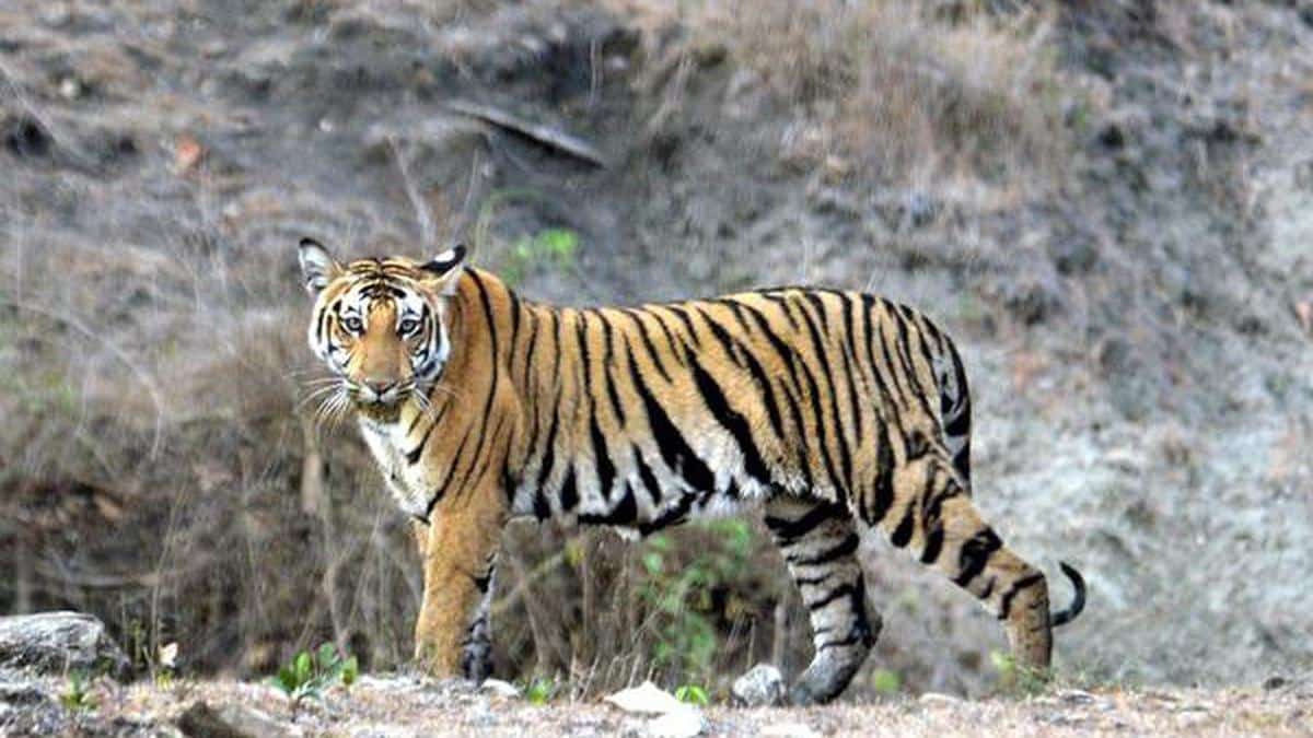 MoEF&CC’s U-turn to Merge Four Environmental Bodies