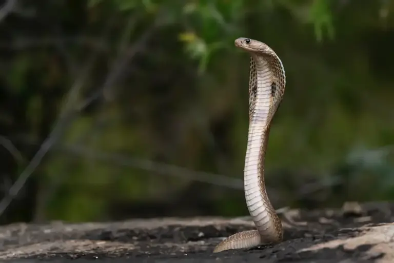 Monocled Cobra