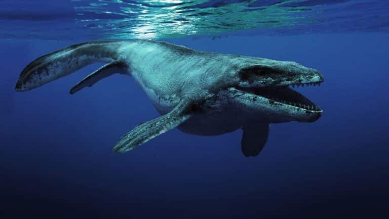 What is Mosasaur?
