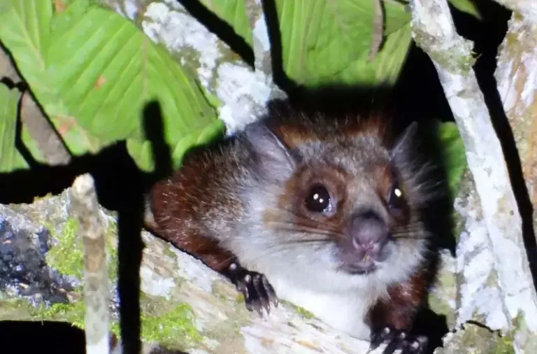 Namdapha flying squirrel
