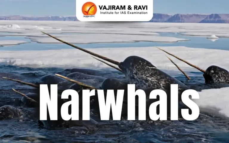 Narwhals