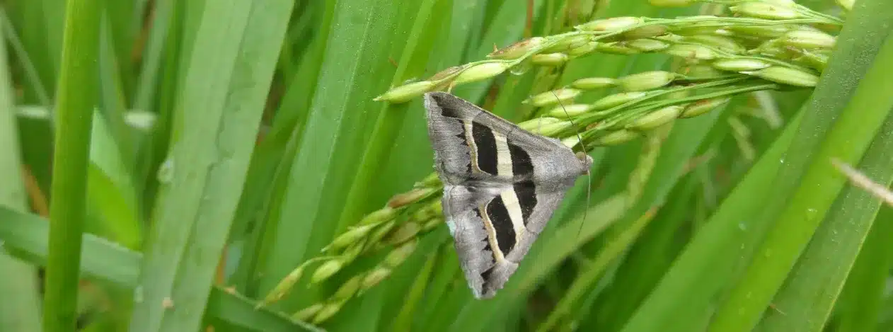 National Pest Surveillance System (NPSS)