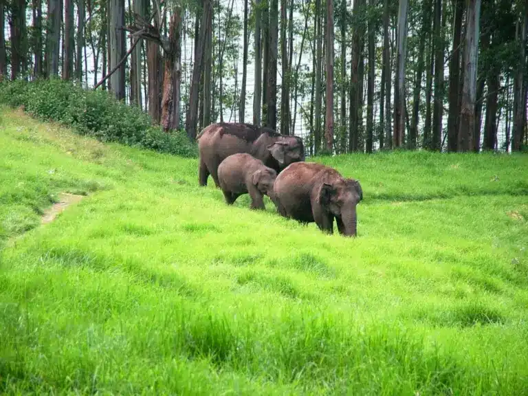 Nilgiri Biosphere Reserve (NBR)