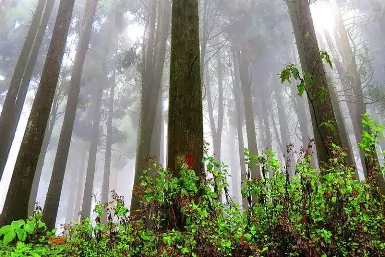 Neora Valley National Park