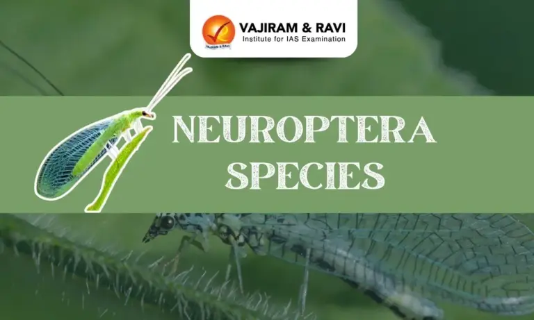 Neuroptera Species