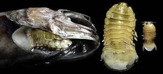 New crustacean parasites