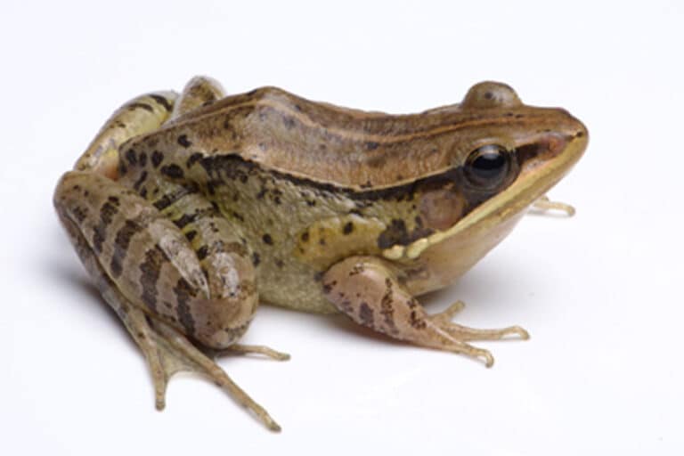 New Frog Species
