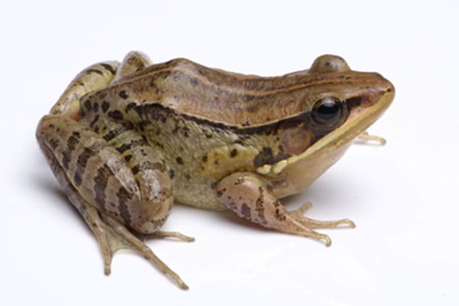 New Frog Species