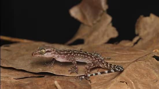 New Gecko species