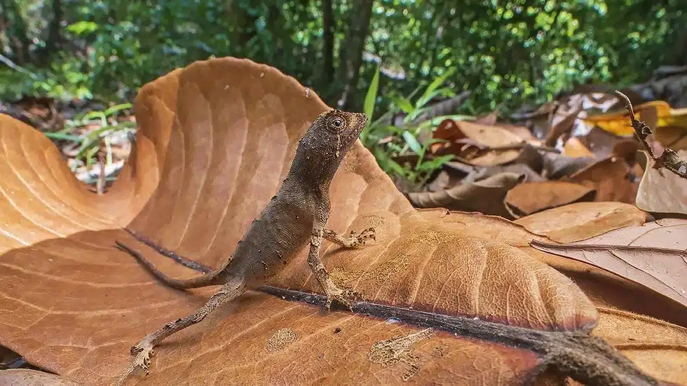New kangaroo lizard species