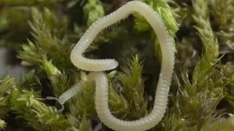 New Millipede species