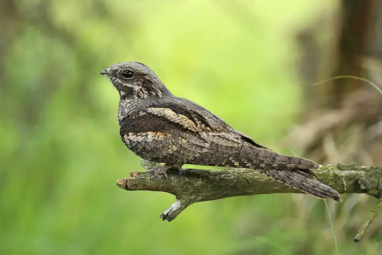 What are Nightjars?