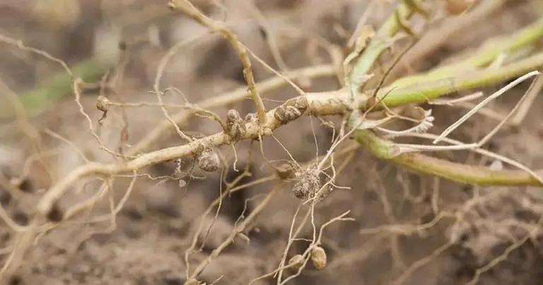 Nitrogen-Fixing Bacteria