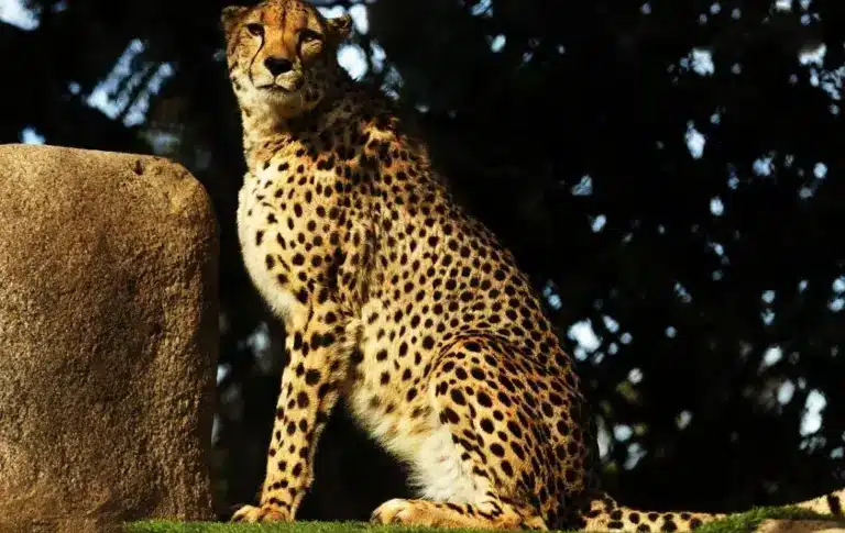 Northeast African Cheetah