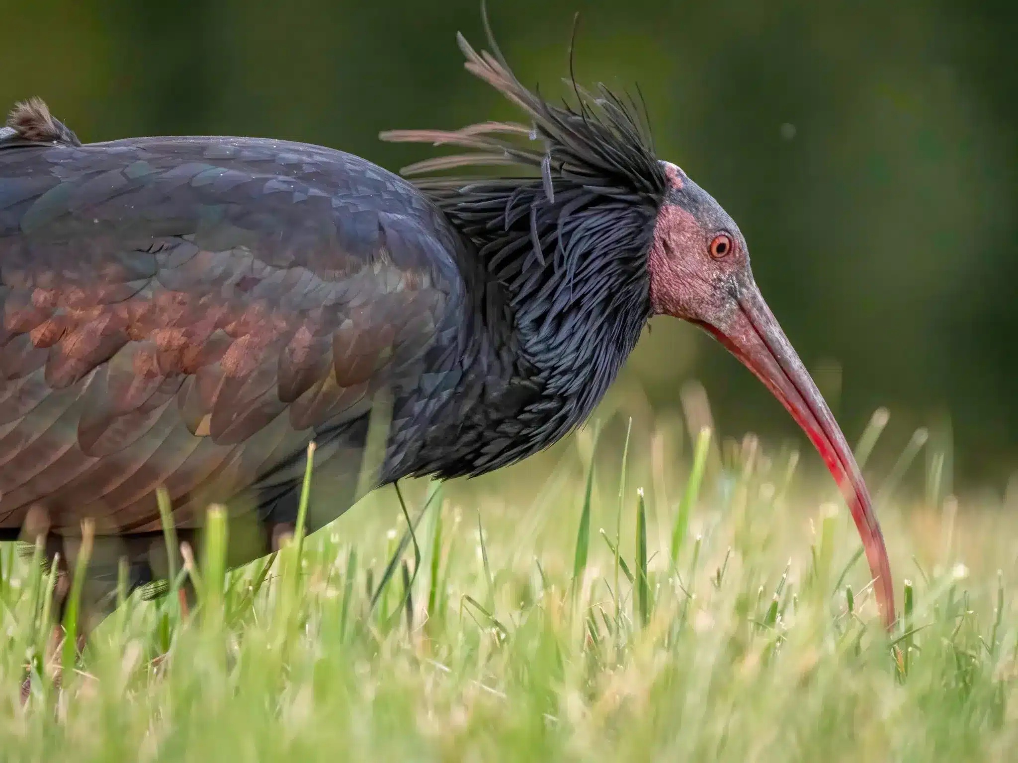 Northern bald ibis