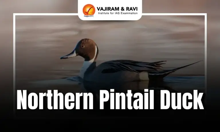 Northern Pintail Duck