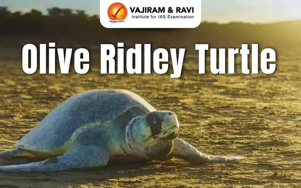 Olive Ridley Turtles