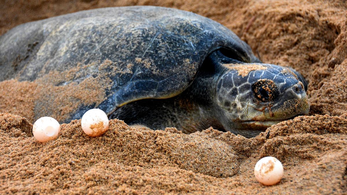 Olive Ridley Turtles Arrive at Odisha’s Rushikulya Beach for Mass Nesting