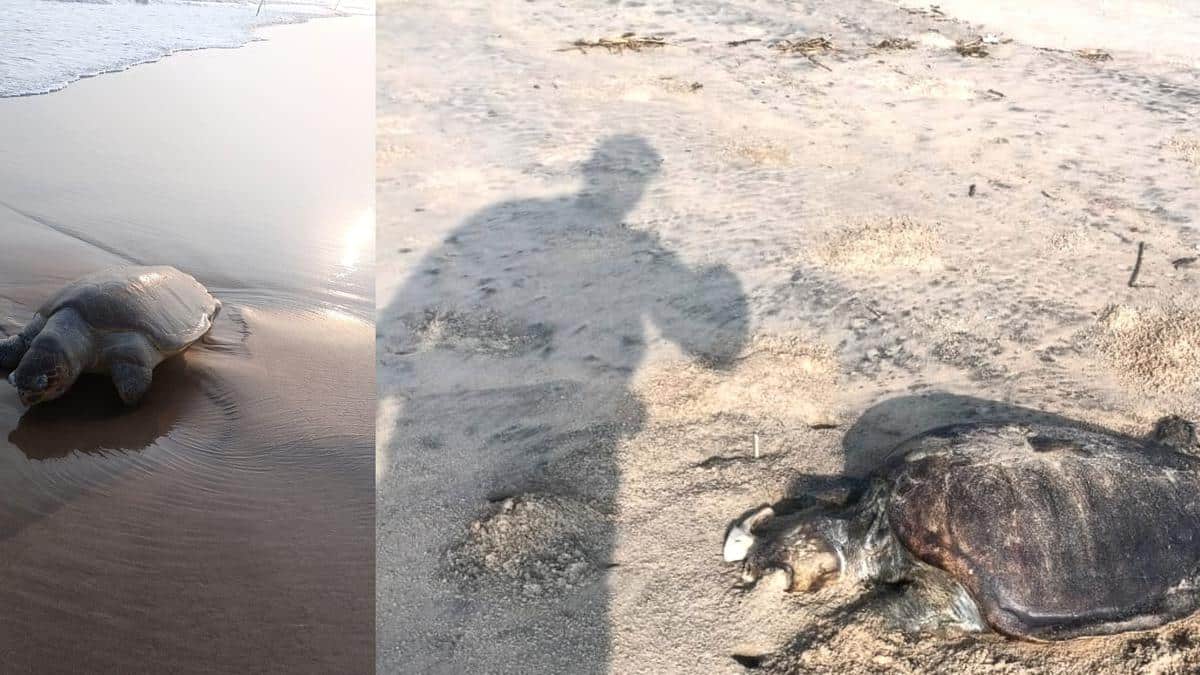 Olive Ridley Turtles: Mass mortality raises concerns