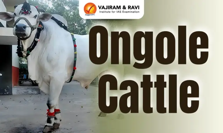 Ongole Cattle