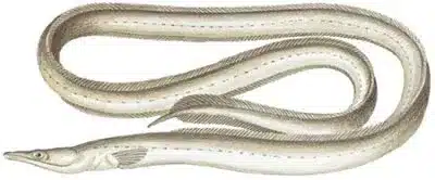 What is Ophichthus Suryai?