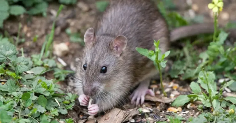 What is Ottavalo’s Andean Mouse?