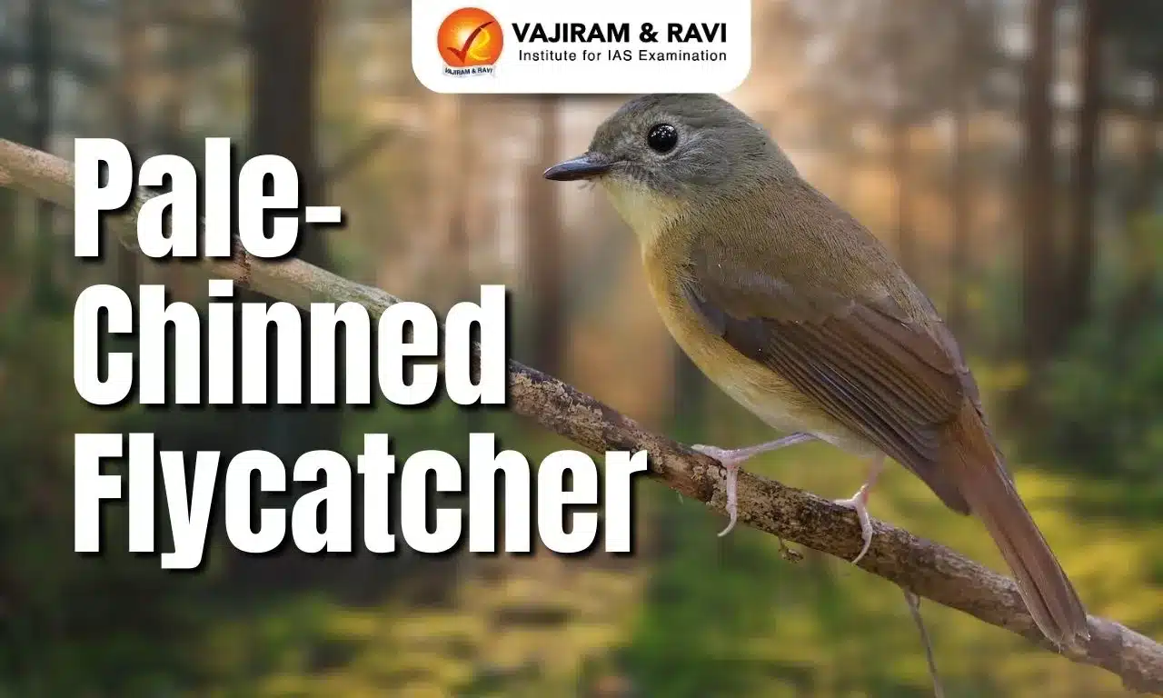 Pale-Chinned Flycatcher
