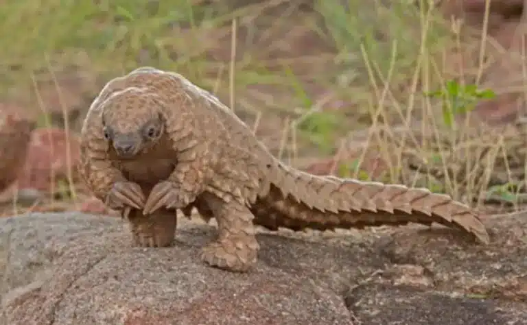 Pangolin Trafficking