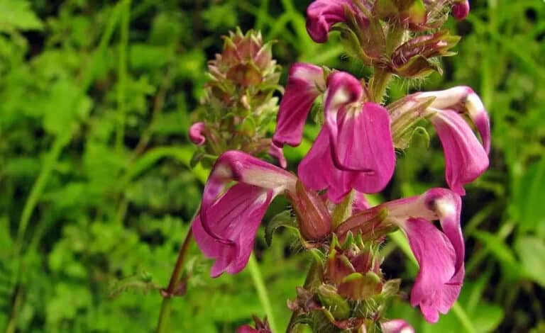 Pedicularis Revealiana