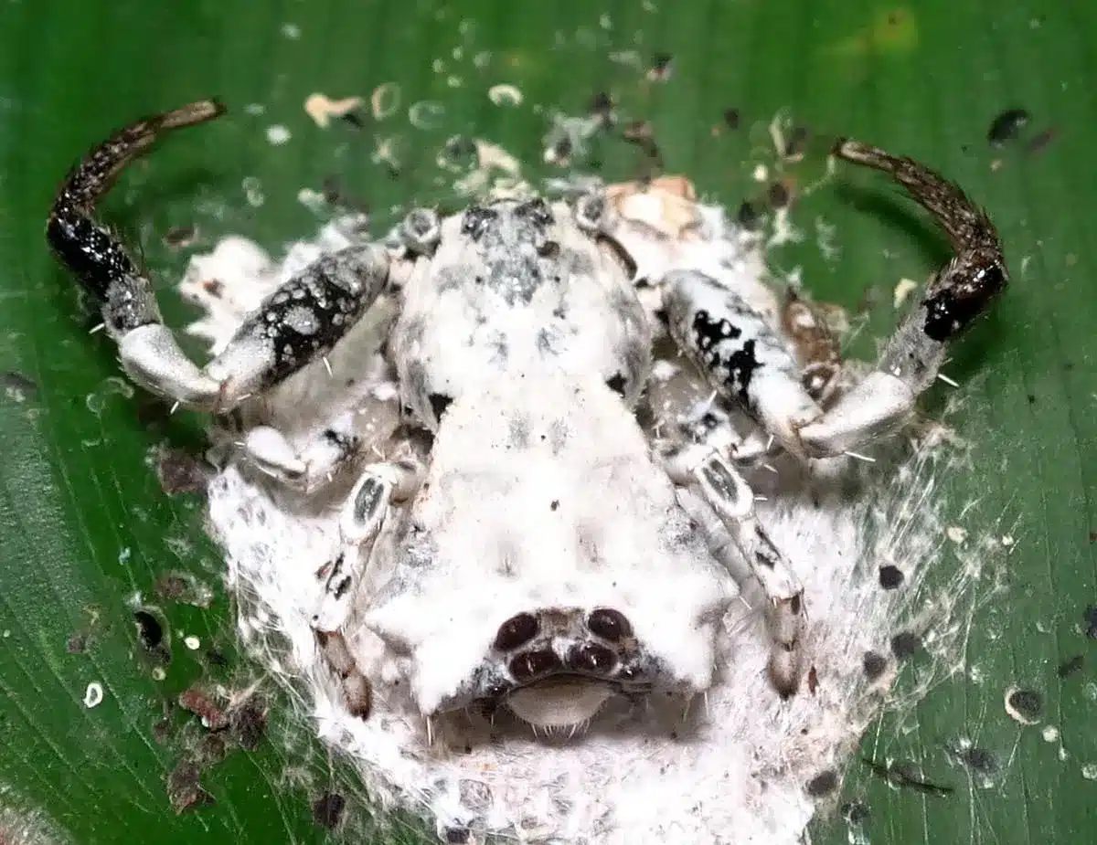 Phrynarachne decipiens