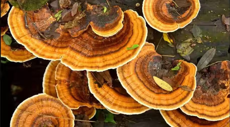 Potteromyces asteroxylicola