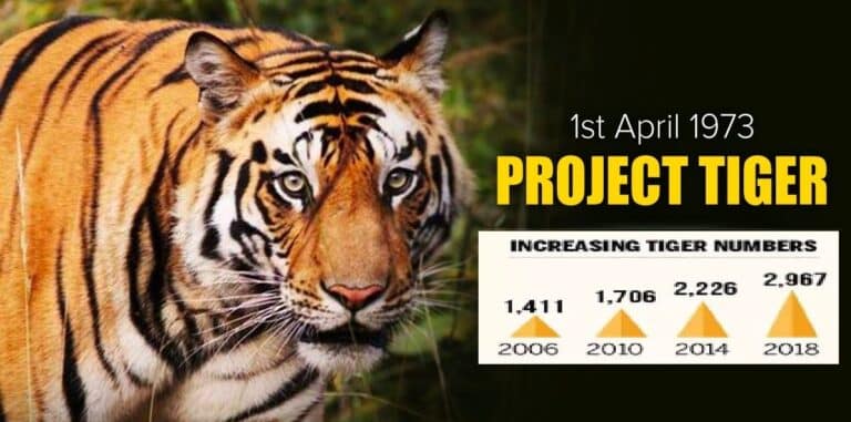 Project Tiger and International Big Cats Alliance