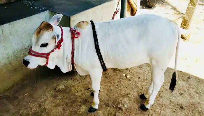 What is Punganur Cow?