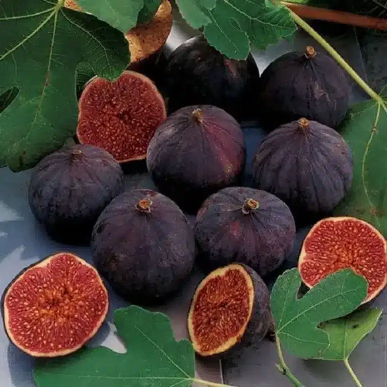 Key Facts about Purandar Figs