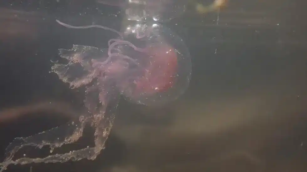 Purple-Striped Jellyfish