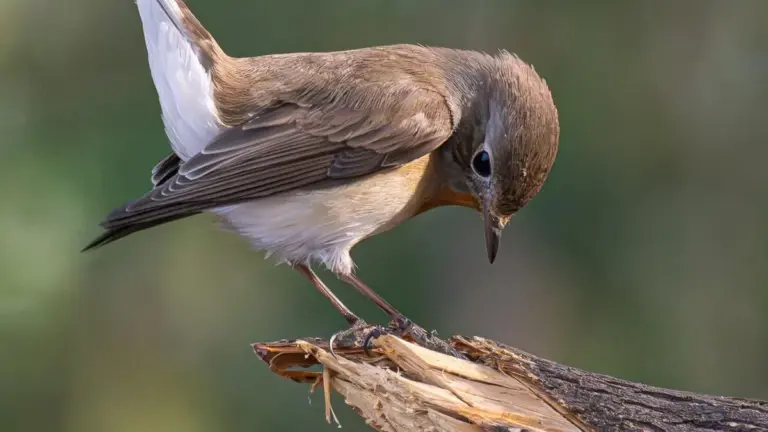 Red-breasted Flycatcher