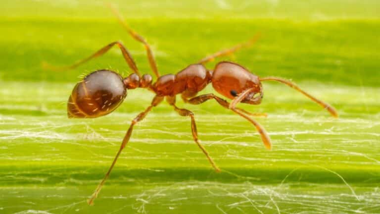 What are Red Fire Ants?