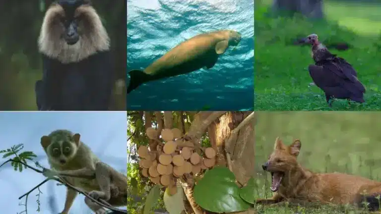 Registration of Exotic Animals-PARIVESH 2.0 Portal