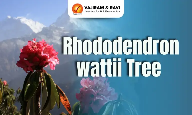 Rhododendron wattii Tree