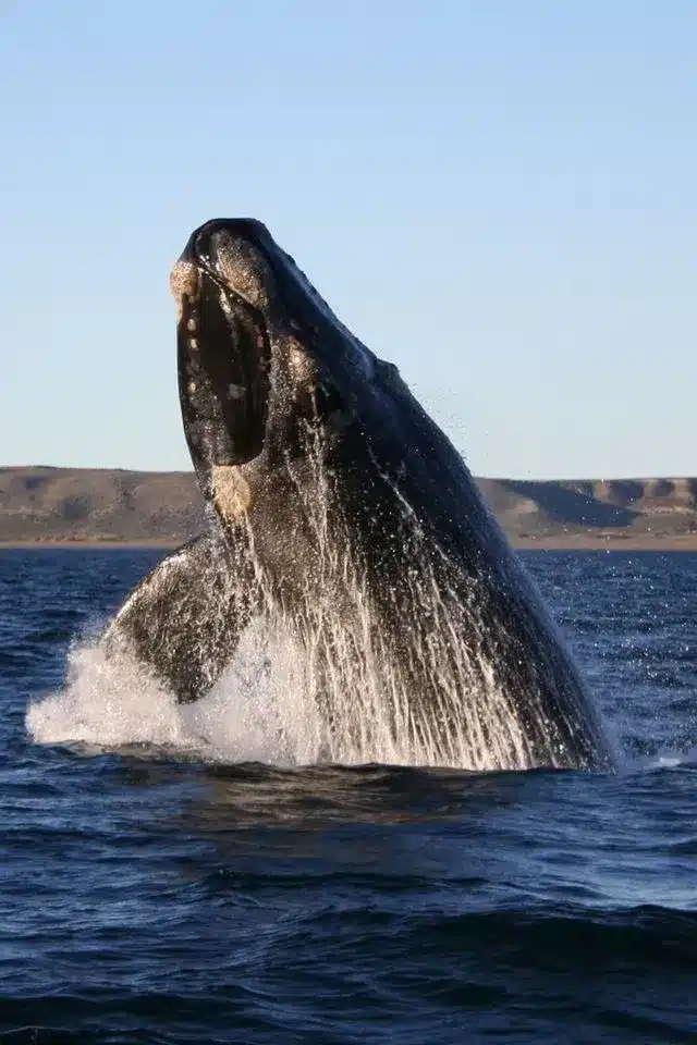 What are Right Whales?