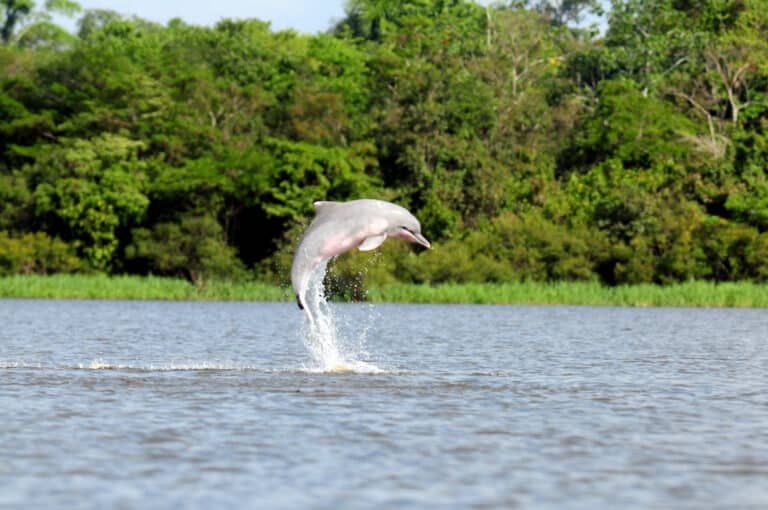 Global Declaration for River Dolphins