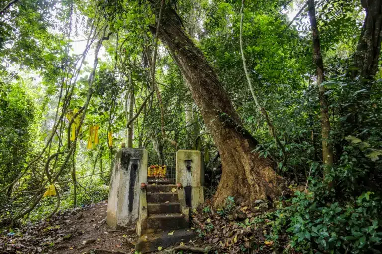 What are Sacred Groves?