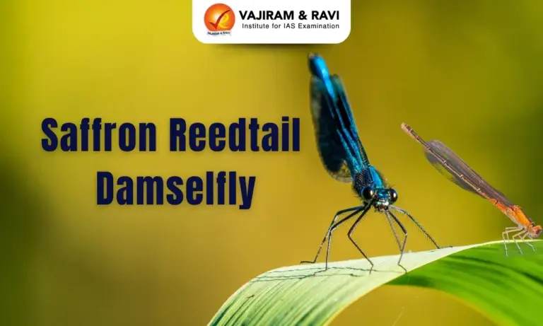 Saffron Reedtail Damselfly